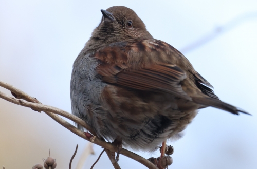 6P8A6441カヤクグリ