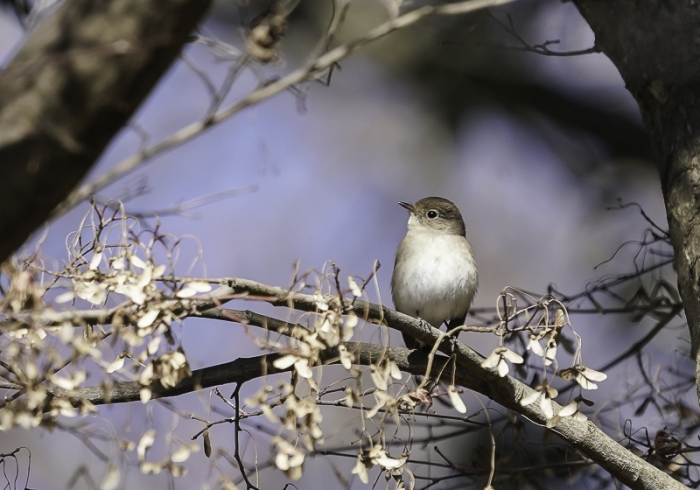 20211221ニシオジロビタキ-7