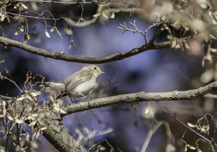 20211221ニシオジロビタキ-19