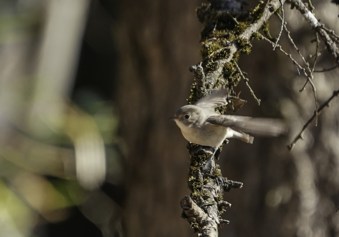 20211221ニシオジロビタキ-29
