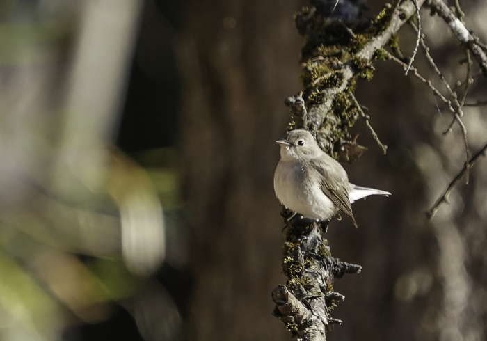 20211221ニシオジロビタキ-50