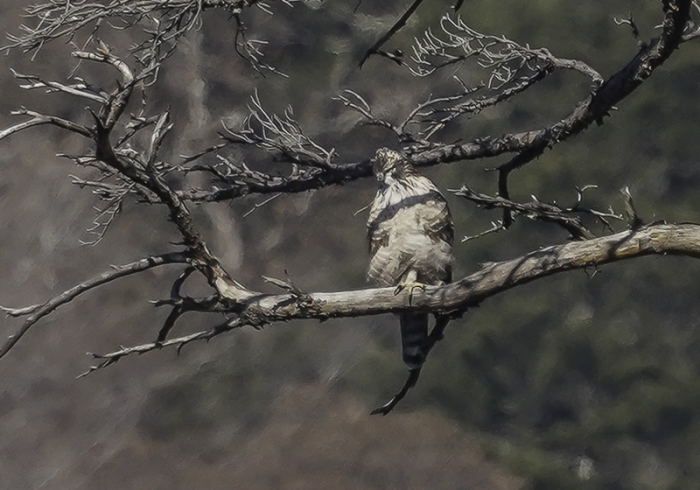 20211224クマタカ-10