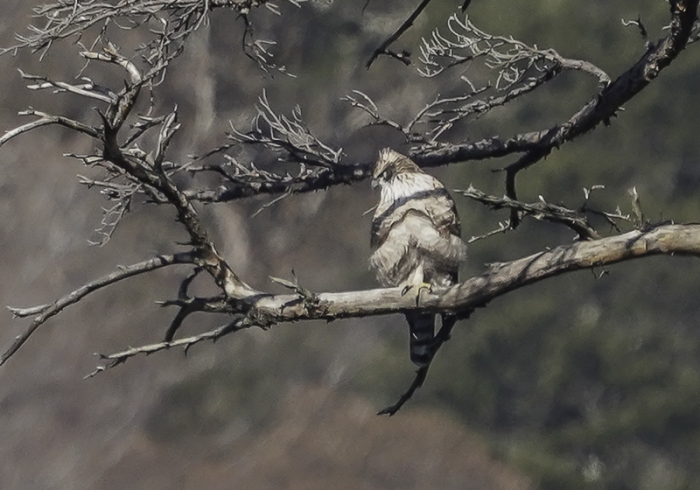 20211224クマタカ-15