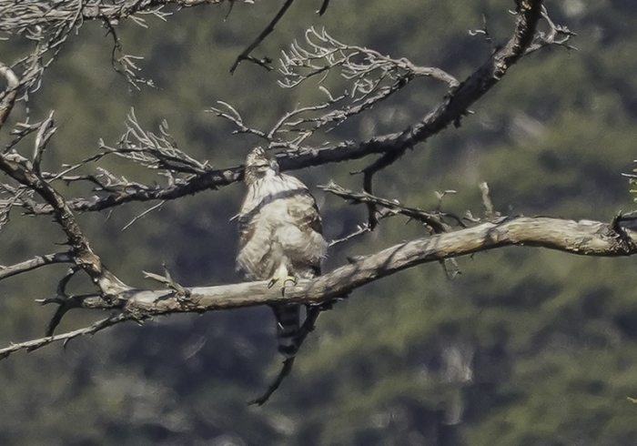 20211224クマタカ-17