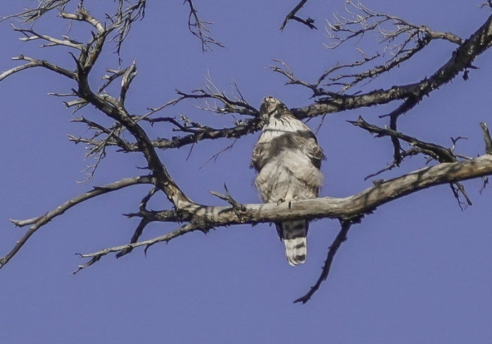 20211224クマタカ-32