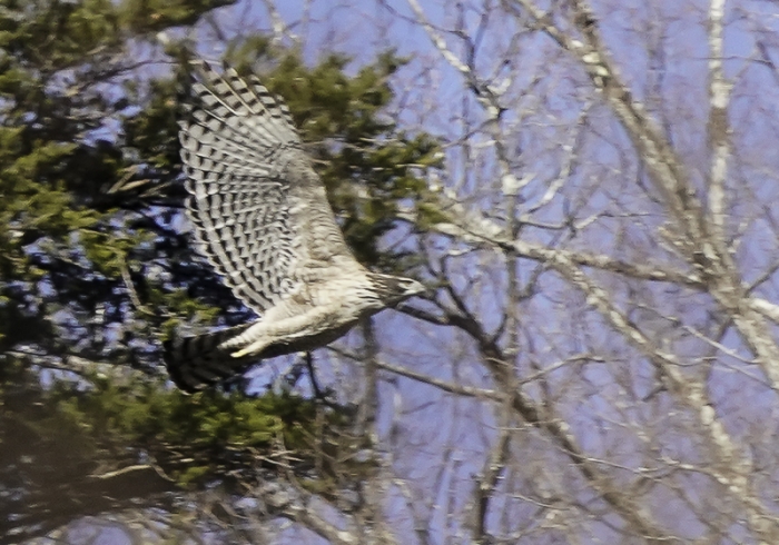 20211224クマタカ-33