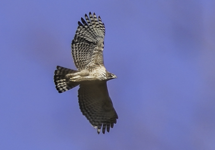 20211224クマタカ-40