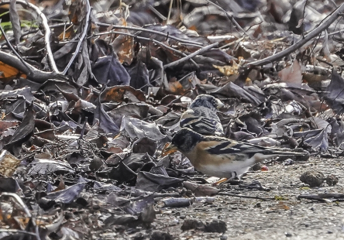 20211224アトリ-11
