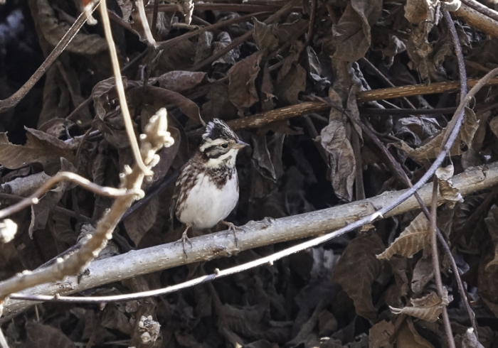 20211224カシラダカ-6
