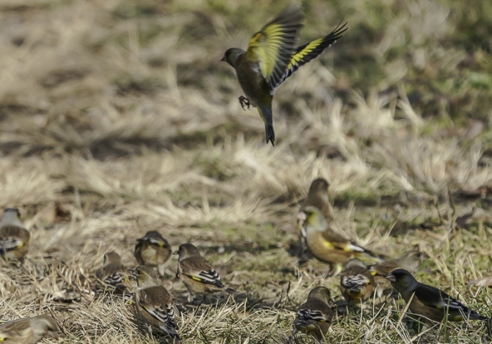20211229カワラヒワ-1