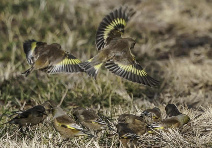 20211229カワラヒワ-5