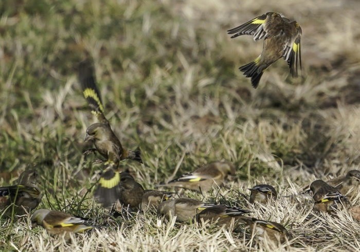 20211229カワラヒワ-9