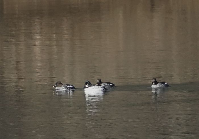 20220112ホオジロガモ-1