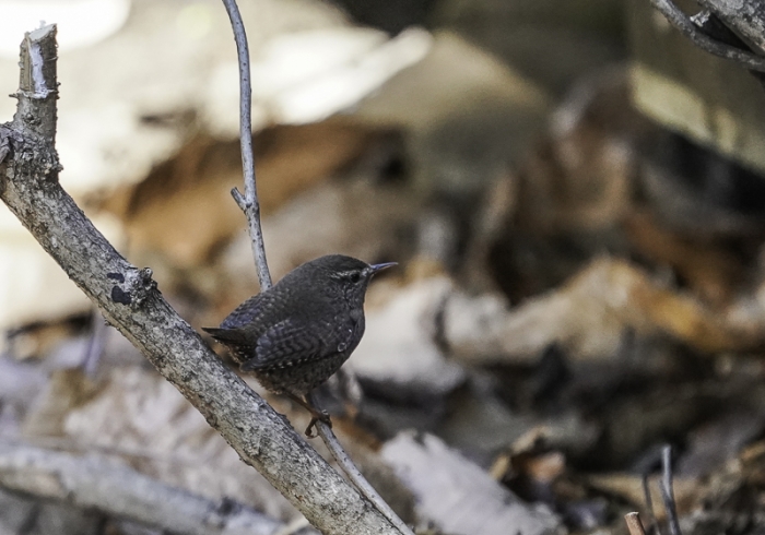 20220113ミソサザイ-6