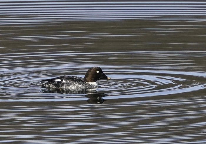 20220116ホオジロガモ-8
