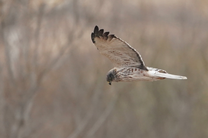 20220126チュウヒ6