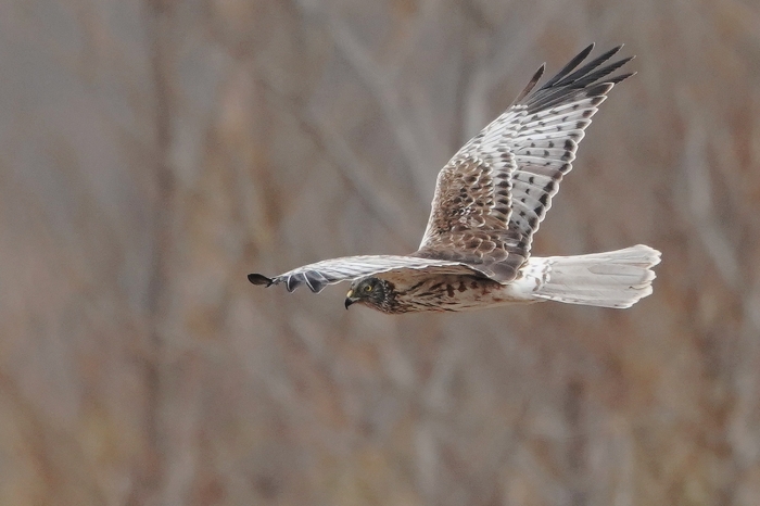 20220226チュウヒ1