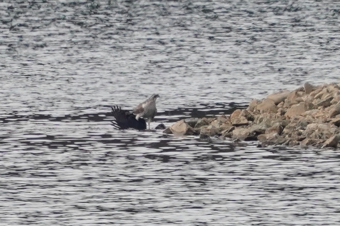 20220129オオタカ18