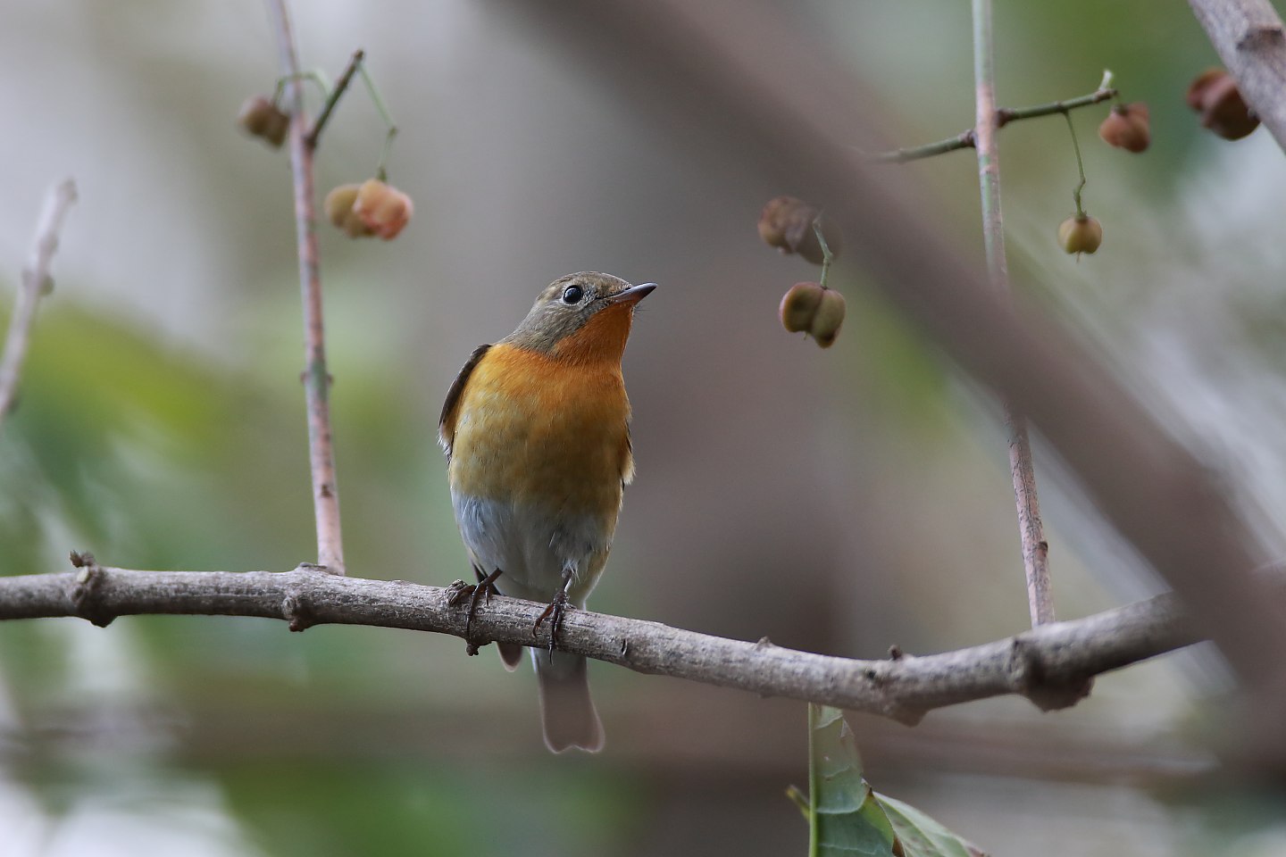 t_ムギマキ20191020_03