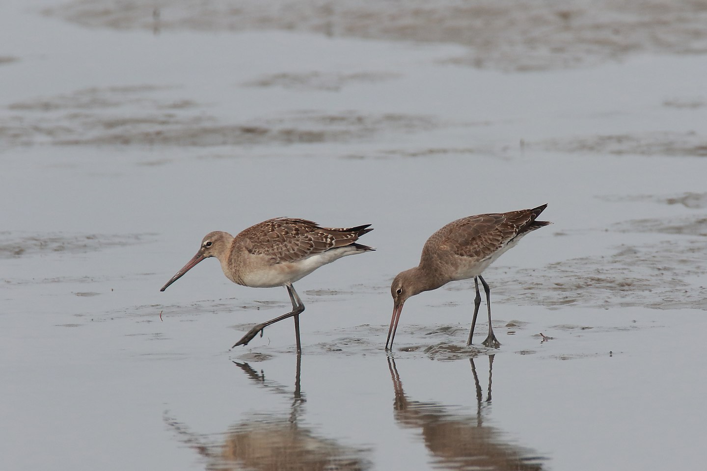 t_オグロシギ20191027_02