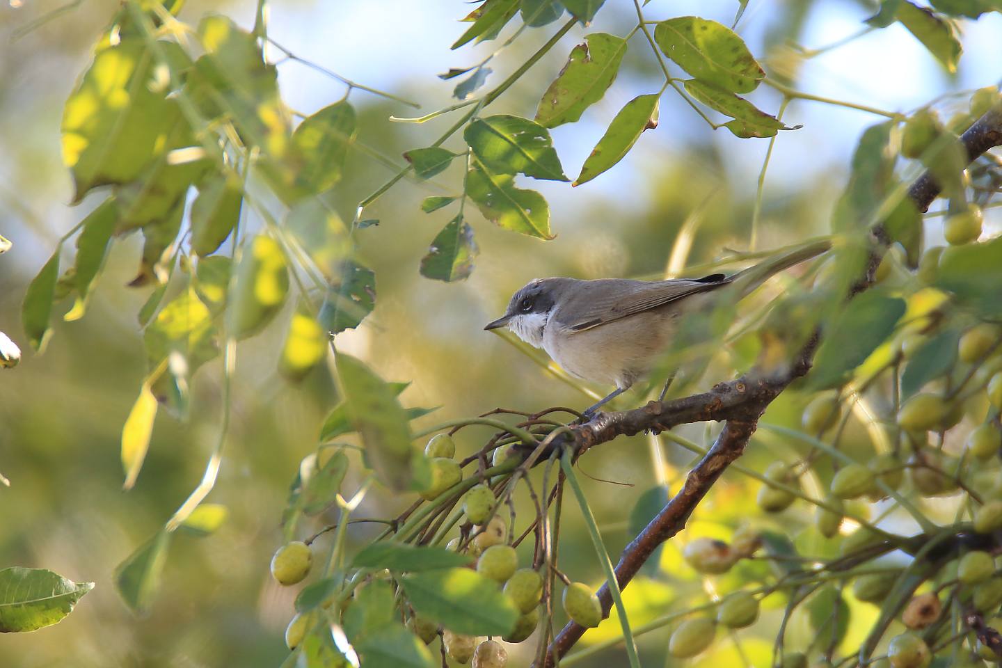 t_コノドシロムシクイ20191123_04