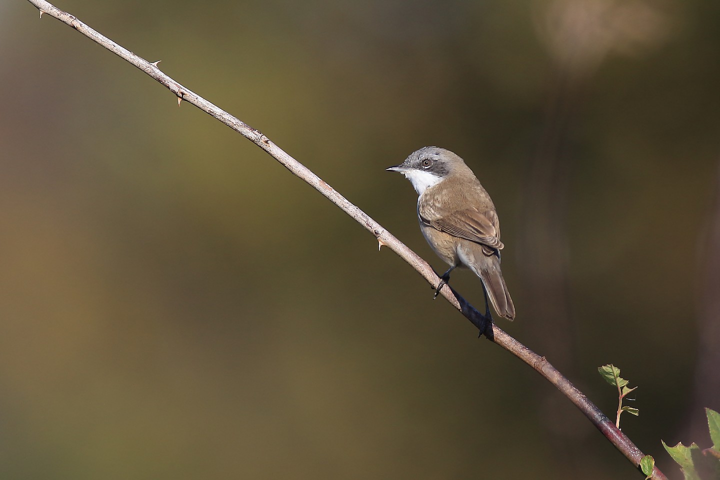 t_コノドシロムシクイ20191123_02_2