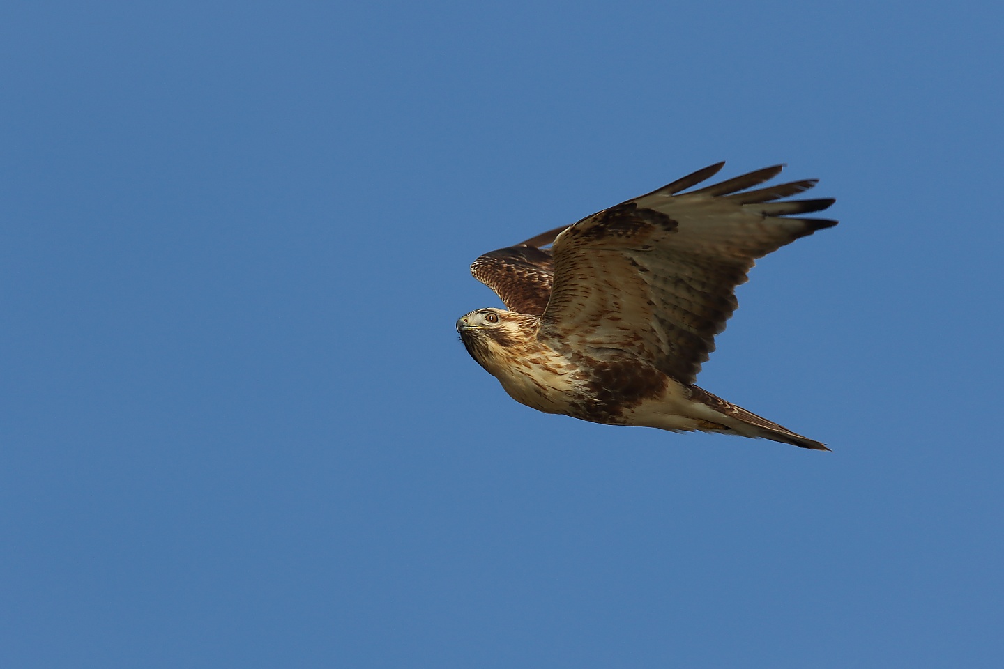 t_ノスリ20191215_01