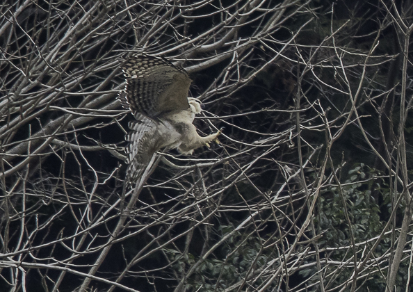 クマタカ (50 - 180)