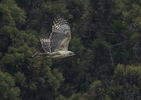 クマタカ (58 - 180)