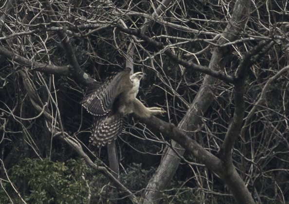 クマタカ (62 - 180)