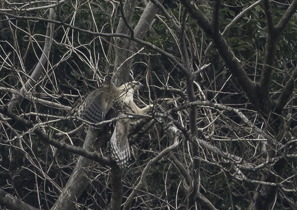 クマタカ (65 - 180)