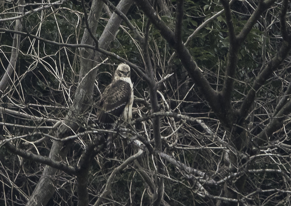 クマタカ (69 - 180)