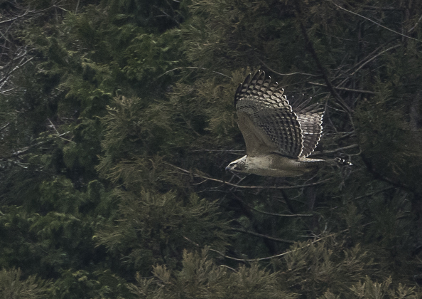 クマタカ (78 - 180)