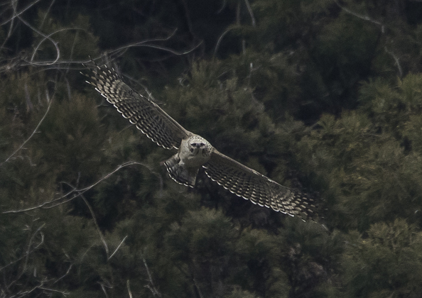 クマタカ (84 - 180)