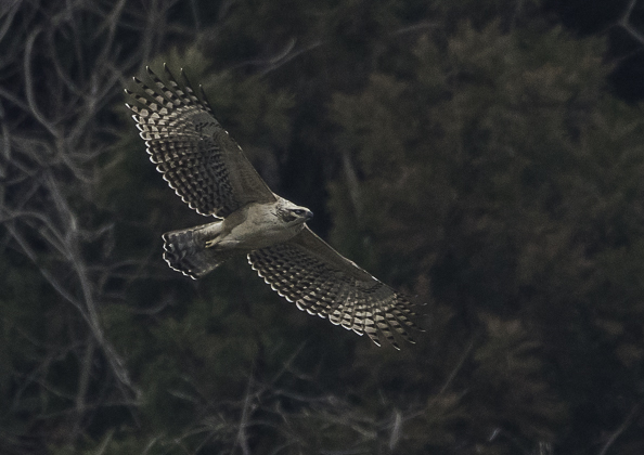 クマタカ (87 - 180)