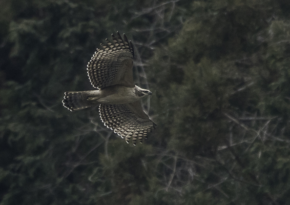 クマタカ (89 - 180)