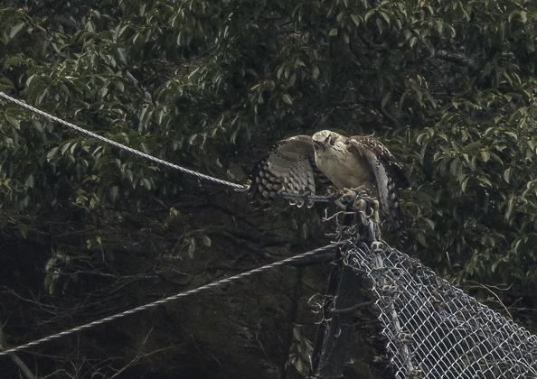 クマタカ (126 - 180)