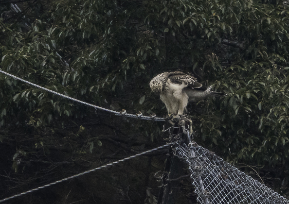 クマタカ (142 - 180)