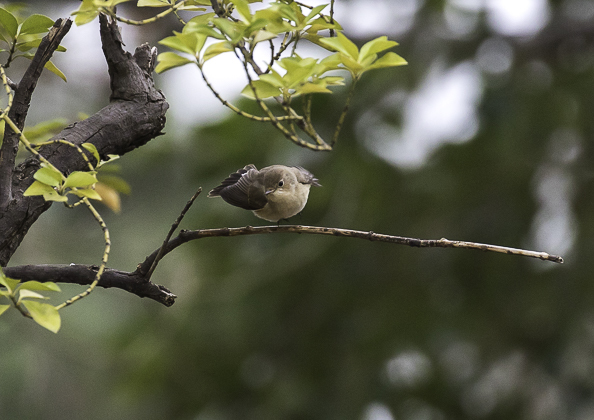 ニシオジロビタキ (6 - 7)