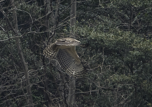 クマタカ (13 - 16)