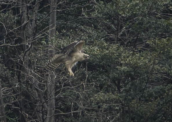 クマタカ (14 - 16)