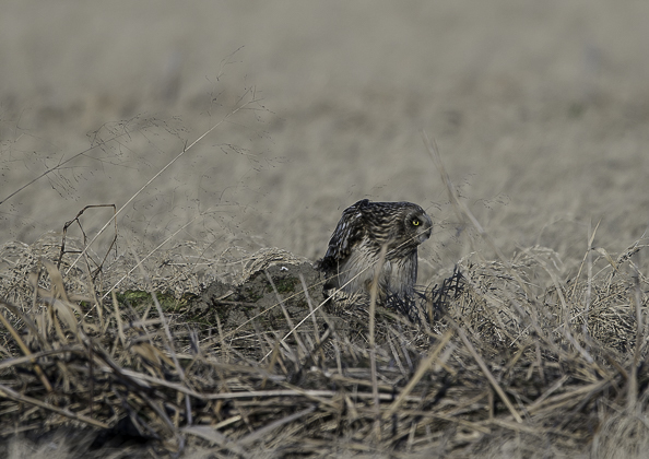 コミミズク (110 - 49)