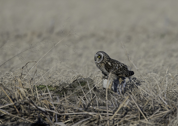 コミミズク (118 - 49)