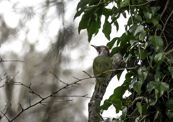 アオゲラ (1 - 5)