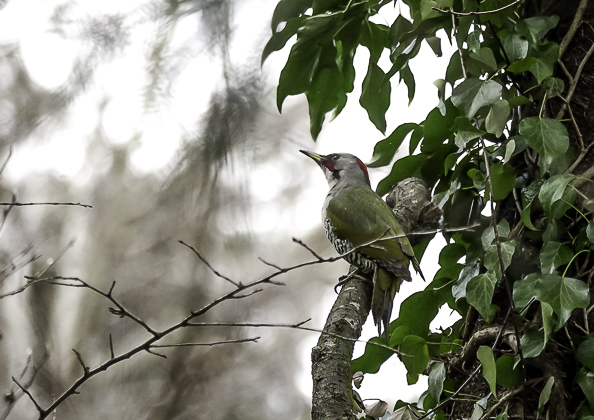 アオゲラ (2 - 5)