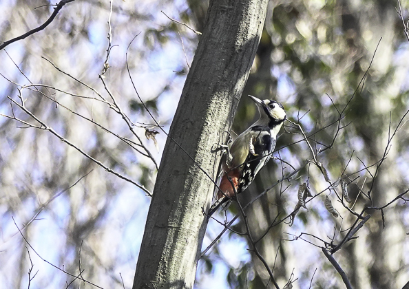 アカゲラ (7 - 13)