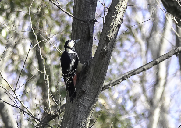 アカゲラ (8 - 13)
