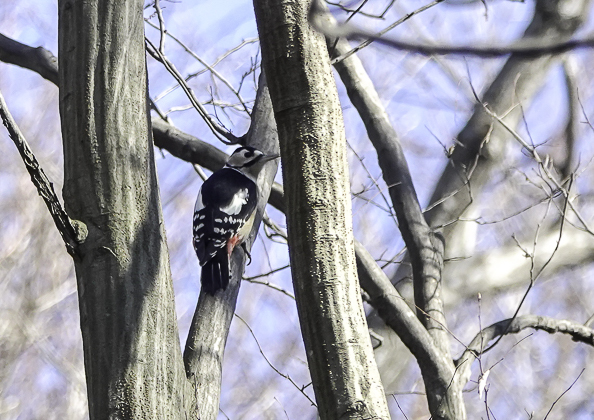 アカゲラ (13 - 13)