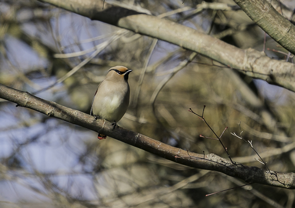 ヒレンジャク (8 - 62)