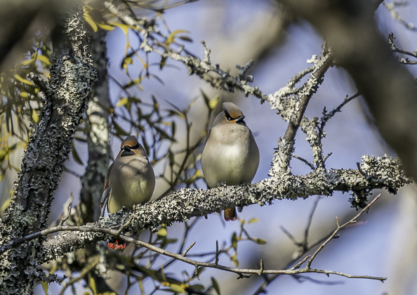 ヒレンジャク (48 - 62)